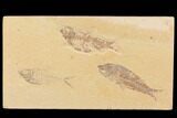 Fossil Fish Plate (Diplomystus & Knightia) - Wyoming #91597-1